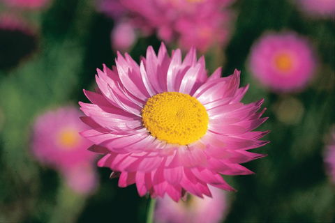 Best Of Perth Wildflower Season Day Trip - QLD Tourism 5