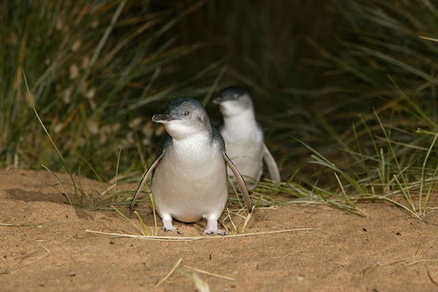 Phillip Island Penguin, Brighton Beach, Moonlit Sanctuary From Melbourne - QLD Tourism 2