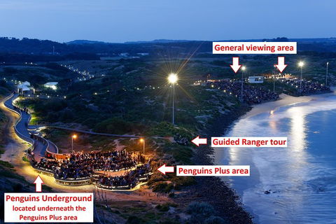Phillip Island Penguin, Brighton Beach, Moonlit Sanctuary From Melbourne - QLD Tourism 4