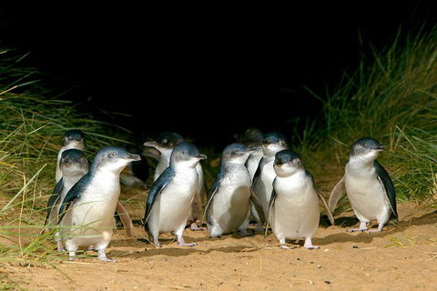 Phillip Island Penguin, Brighton Beach, Moonlit Sanctuary From Melbourne - QLD Tourism 5