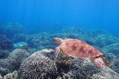 Calypso Outer Great Barrier Reef Cruise From Port Douglas - QLD Tourism 2