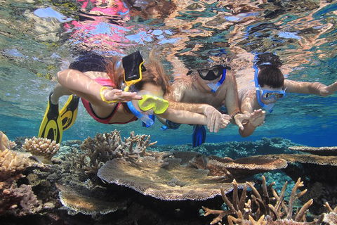 Calypso Outer Great Barrier Reef Cruise From Port Douglas - QLD Tourism 3