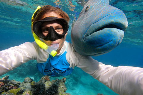 Calypso Outer Great Barrier Reef Cruise From Port Douglas - QLD Tourism 5