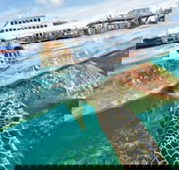 Scenic Helicopter Flight to Moore Reef and Return Snorkeling Cruise from Cairns - QLD Tourism