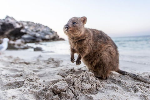 Rottnest Island All-Inclusive Grand Island Tour From Fremantle - QLD Tourism 2