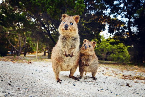 Rottnest Island All-Inclusive Grand Island Tour From Fremantle - QLD Tourism 5