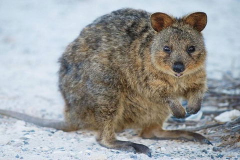 Perth To Rottnest Island Roundtrip Ferry Ticket - QLD Tourism 3
