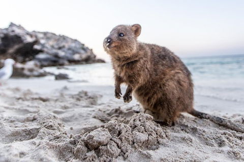 Perth To Rottnest Island Roundtrip Ferry Ticket - QLD Tourism 5