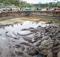 Hartley's Crocodile Adventures Day Trip from Cairns - QLD Tourism
