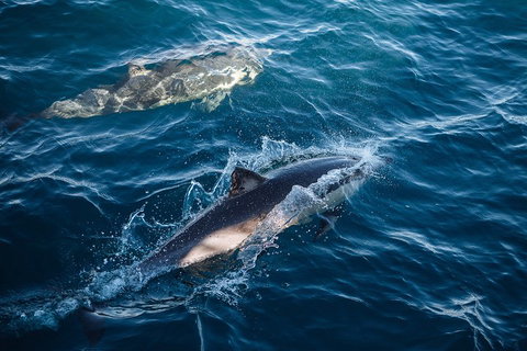 Sydney Whale-Watching Cruise - Queensland Tourism 0