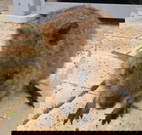 Wave Rock Pinnacles and Rottnest One Day Aeroplane Tour - QLD Tourism