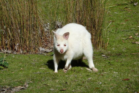 7-Day Super Value Tour Of Tasmania: Explore Tasmania's West And East Coasts - QLD Tourism 1