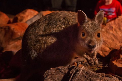 Alice Springs Desert Park Nocturnal Tour - QLD Tourism 3