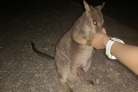 Private Tour To Paronella Park, Historic Village Herberton And Wild Life Wallaby - QLD Tourism 0