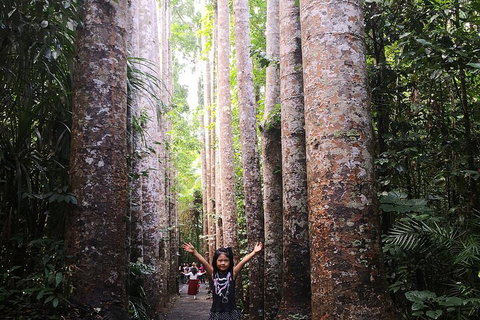 Private Tour To Paronella Park, Historic Village Herberton And Wild Life Wallaby - QLD Tourism 2