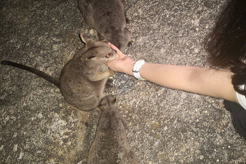 Private Tour To Paronella Park, Historic Village Herberton And Wild Life Wallaby - QLD Tourism 4