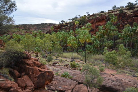 Palm Valley And Hermannsburg 1 Day 4WD Tour - QLD Tourism 4