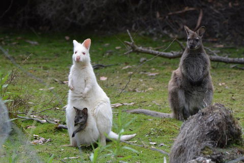 Full-Day Guided Bruny Island Tour From Hobart - QLD Tourism 0