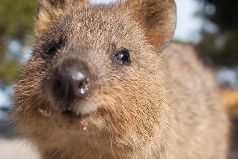 Seaplane Flights Perth To Rottnest Island And Return - QLD Tourism 2