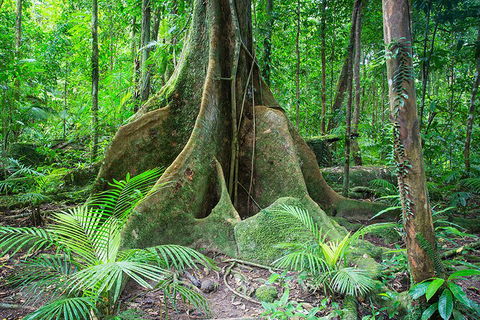 Mossman Gorge Adventure Day - QLD Tourism 4