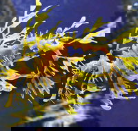 SEA LIFE Melbourne Aquarium Admission Ticket - Queensland Tourism