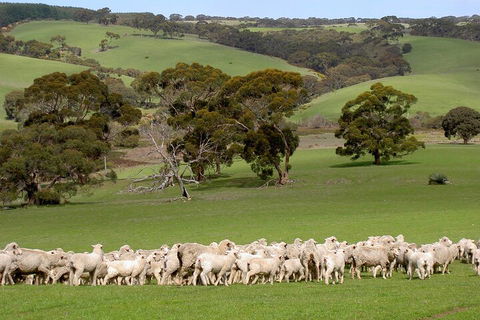 Kangaroo Island Luxury Small Group 'Island Life' Full Day Tour - QLD Tourism 1