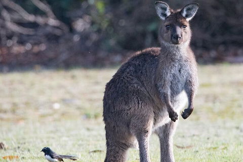 Kangaroo Island Luxury Small Group 'Island Life' Full Day Tour - QLD Tourism 2
