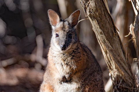 Kangaroo Island Luxury Small Group 'Island Life' Full Day Tour - QLD Tourism 3