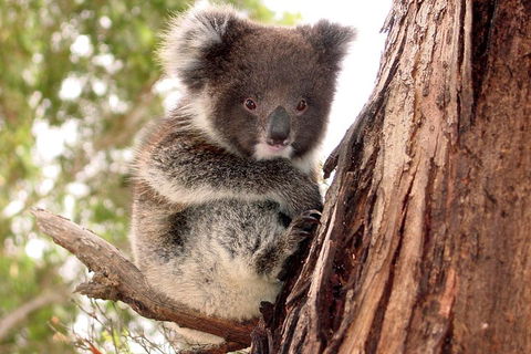 Kangaroo Island Luxury Small Group 'Island Life' Full Day Tour - QLD Tourism 4