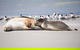 Kangaroo Island Luxury Small Group 'Island Life' Full Day Tour - thumb 5