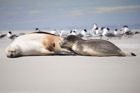 Kangaroo Island Luxury Small Group 'Island Life' Full Day Tour - QLD Tourism 5