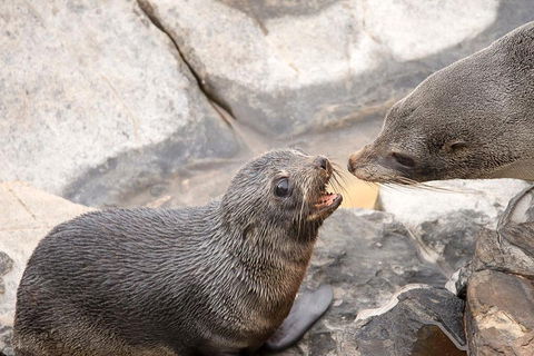 Kangaroo Island Luxury Small Group 'Flinders Chase Focus' Full Day Tour - QLD Tourism 2
