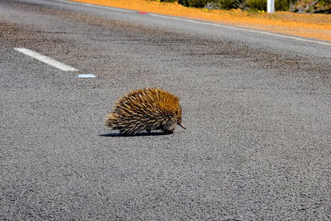 Kangaroo Island Luxury Small Group 'Flinders Chase Focus' Full Day Tour - QLD Tourism 3