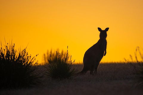 Kangaroo Island Luxury Small Group 'Flinders Chase Focus' Full Day Tour - QLD Tourism 5