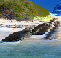 Dolphin Penguin and Sea Lion Cruise - QLD Tourism