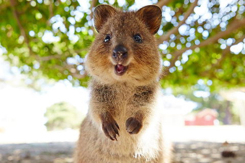 Discover Rottnest With Ferry & Bus Tour From Perth Or Fremantle - QLD Tourism 0