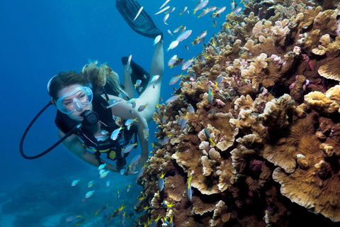 Great Barrier Reef Diving And Snorkeling Cruise From Cairns - QLD Tourism 1