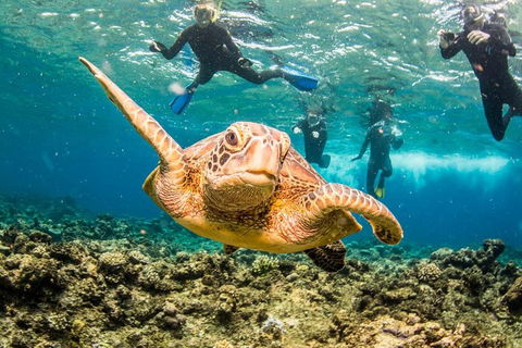 Great Barrier Reef Diving And Snorkeling Cruise From Cairns - QLD Tourism 3