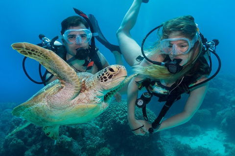 Great Barrier Reef Diving And Snorkeling Cruise From Cairns - QLD Tourism 4