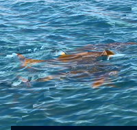 Roebuck Bay Snubfin Dolphin Cruise - Queensland Tourism