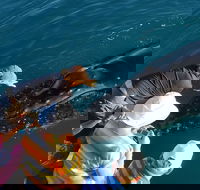 AOC Whale Watching from Broome - Queensland Tourism