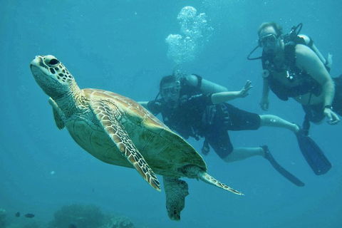 Ocean Freedom Great Barrier Reef Personal Luxury Snorkel & Dive Cruise, Cairns - QLD Tourism 4