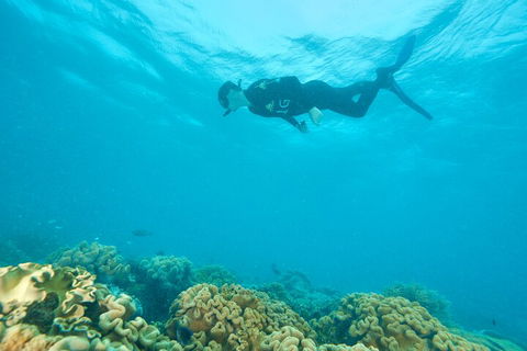 Ocean Freedom Great Barrier Reef Personal Luxury Snorkel & Dive Cruise, Cairns - QLD Tourism 5