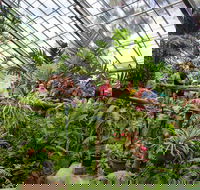Australian Butterfly Sanctuary - QLD Tourism