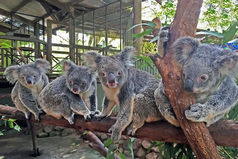 Best Of Kuranda Including Skyrail, Kuranda Scenic Railway And Rainforestation - QLD Tourism 4