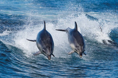 Full-Day Bruny Island Cruises Day Tour From Hobart - QLD Tourism 5