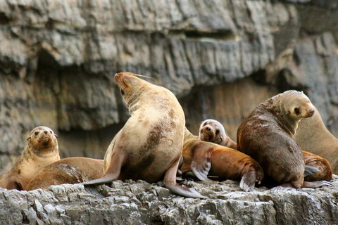 Tasman Island Cruises And Port Arthur Historic Site Day Tour From Hobart - QLD Tourism 1