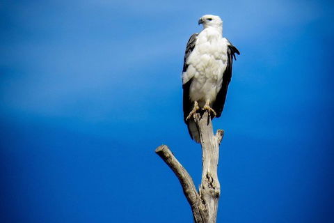 Kangaroo Island 75-Minute Ocean Safari - QLD Tourism 0