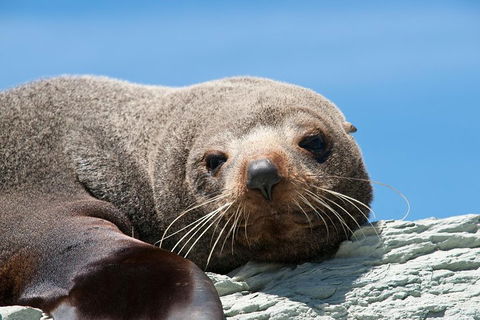 Kangaroo Island 75-Minute Ocean Safari - QLD Tourism 1