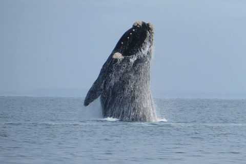 Kangaroo Island 75-Minute Ocean Safari - QLD Tourism 2